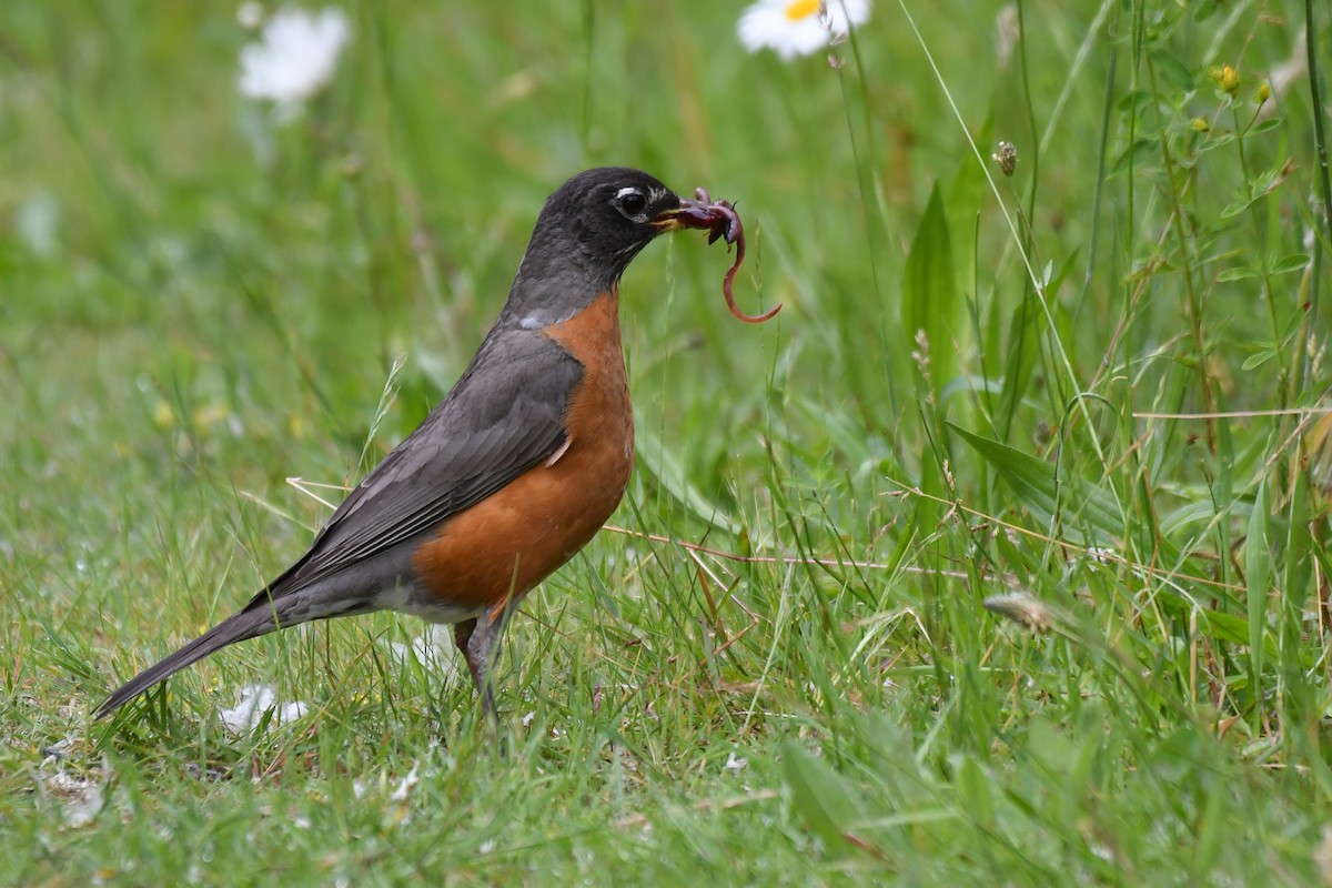 American Robin - ML638107377
