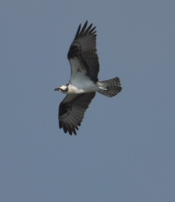 Osprey - ML638107381
