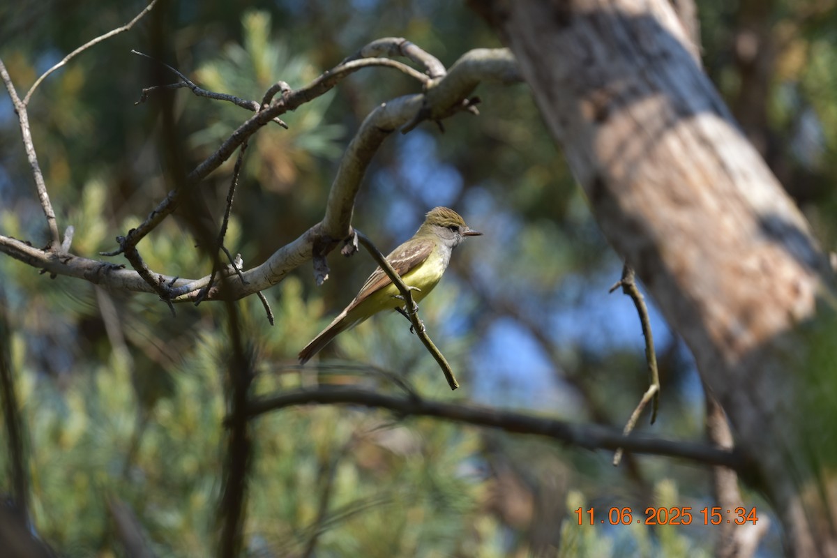 Great Crested Flycatcher - ML638107385