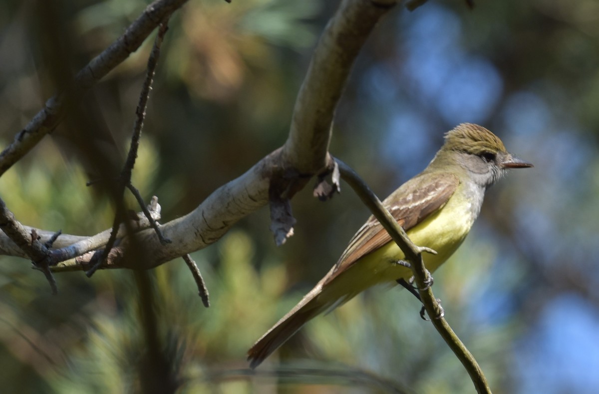 Great Crested Flycatcher - ML638107387