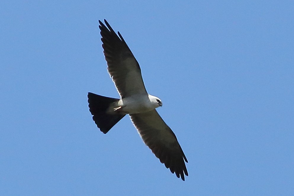 Mississippi Kite - ML638107408