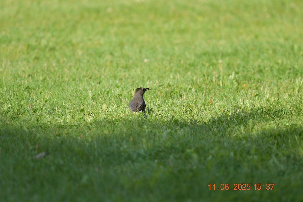 Gray Catbird - ML638107414