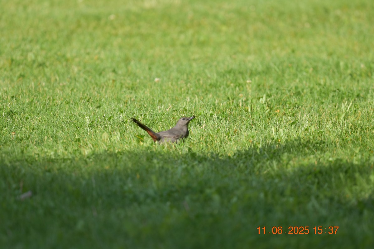 Gray Catbird - ML638107416