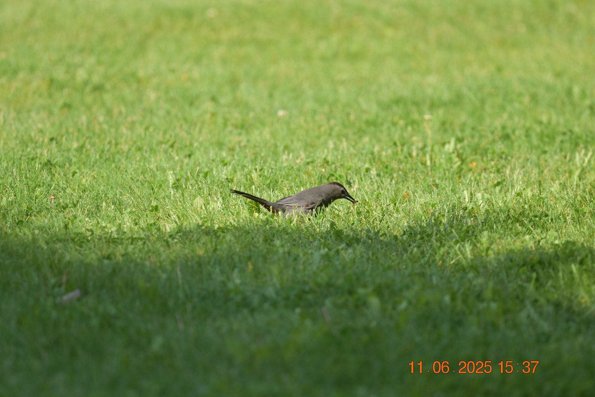 Gray Catbird - ML638107422