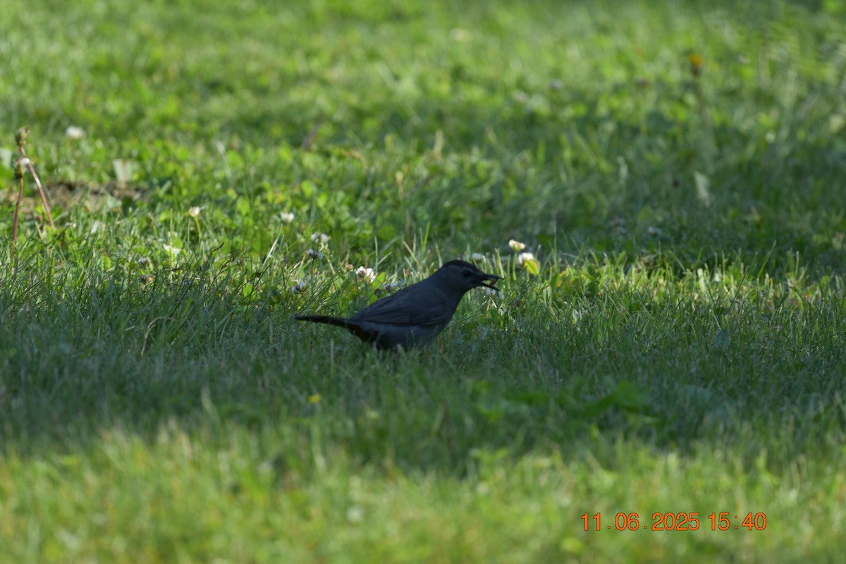Gray Catbird - ML638107426