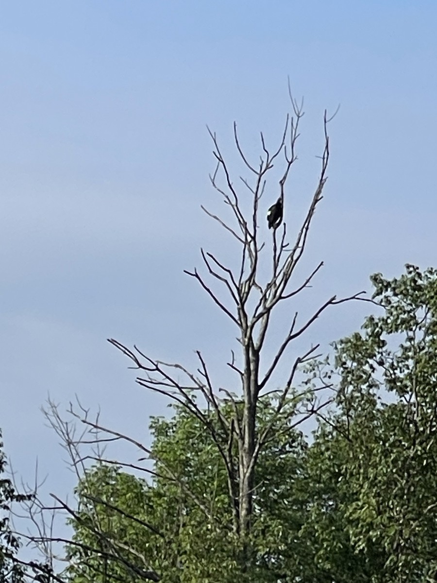 Turkey Vulture - ML638107431