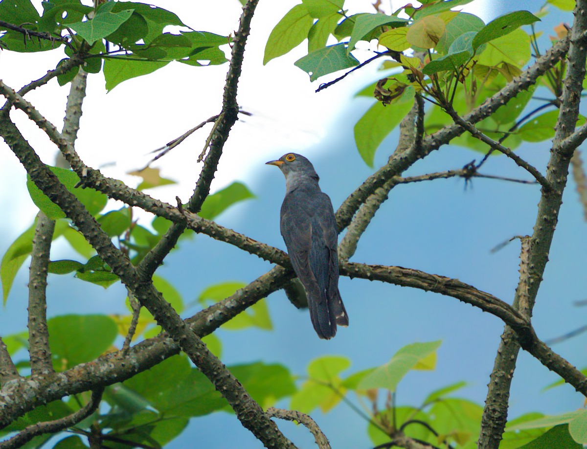 Himalayan Cuckoo - ML638107436