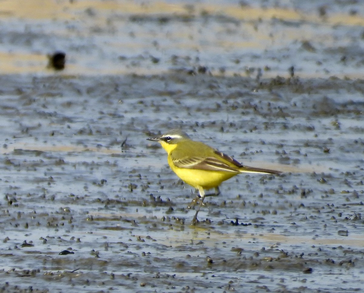 Eastern Yellow Wagtail (Manchurian) - ML638107437
