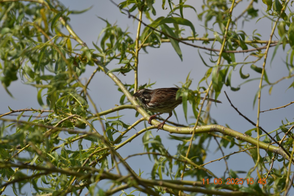 Song Sparrow - ML638107443