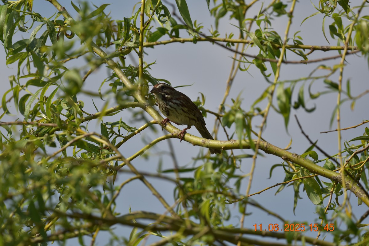 Song Sparrow - ML638107445