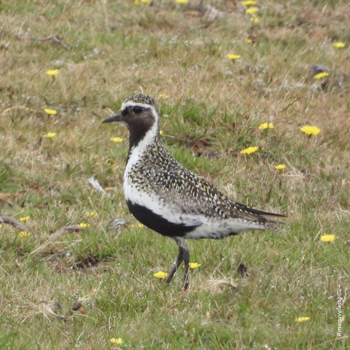 kulík zlatý - ML638107502