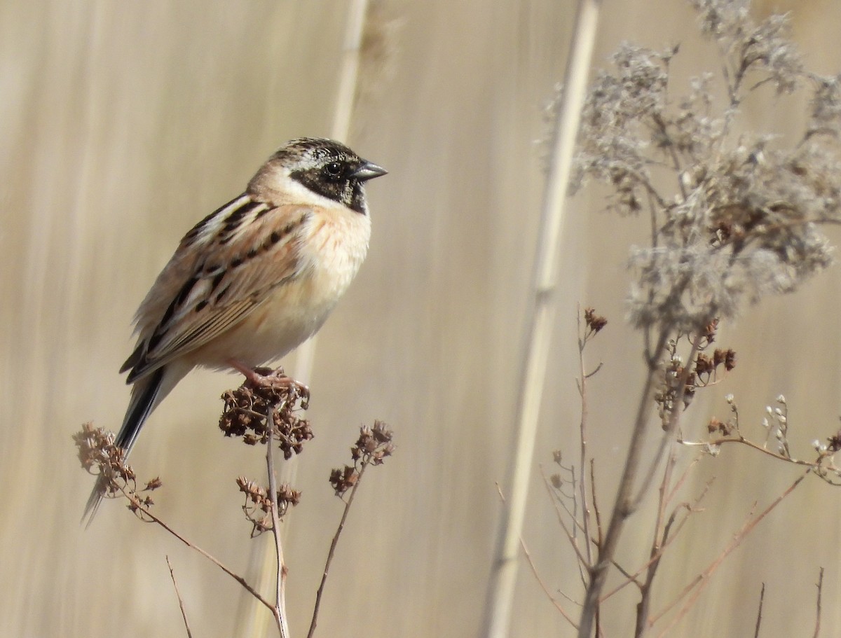 Ochre-rumped Bunting - ML638107538