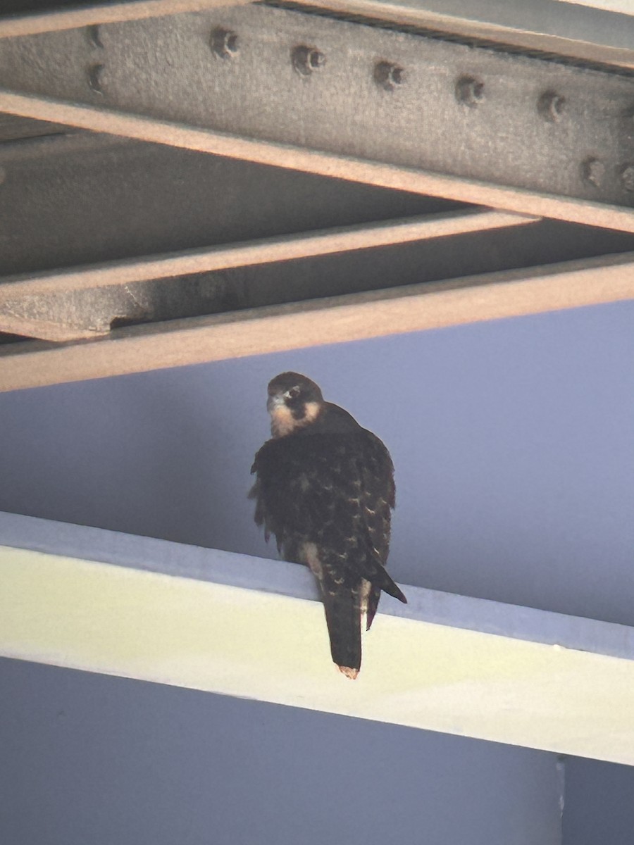 Peregrine Falcon - ML638107612