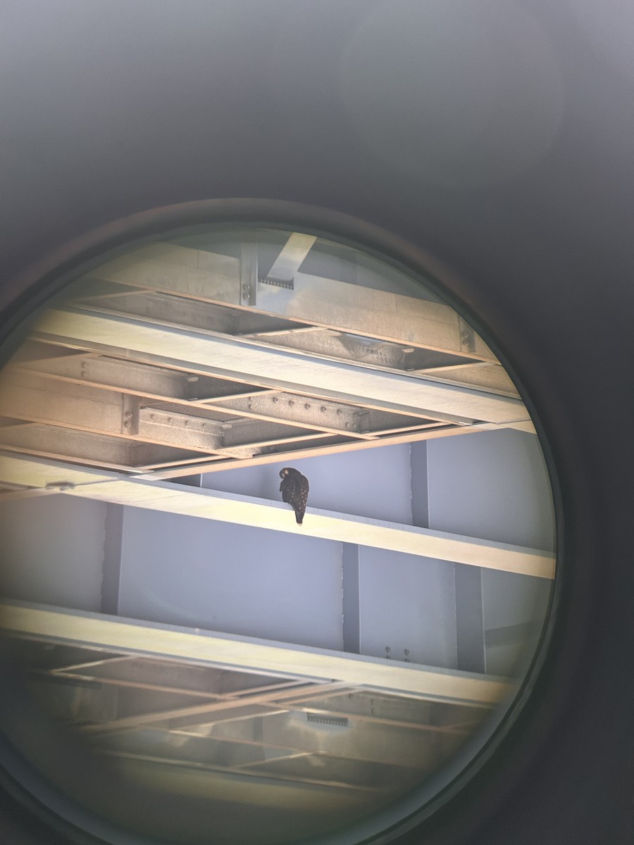 Peregrine Falcon - ML638107614