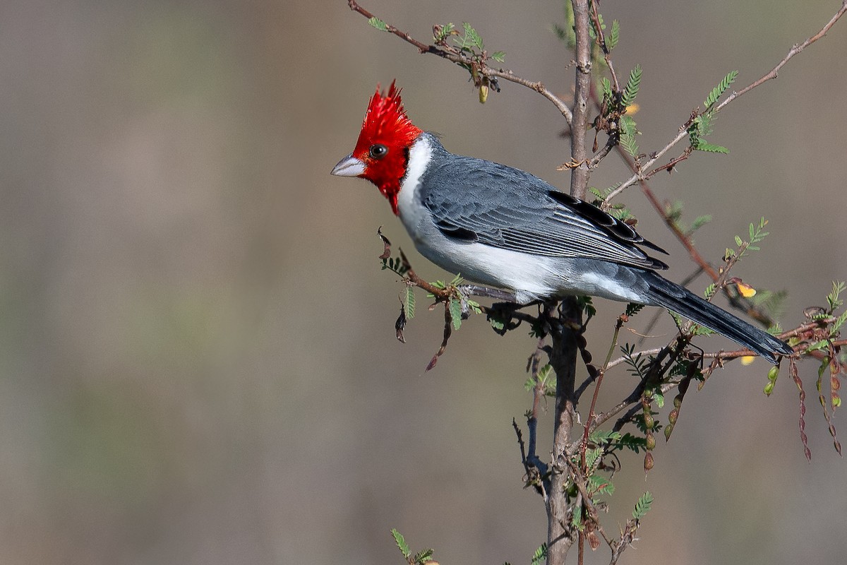 Red-crested Cardinal - ML638107635