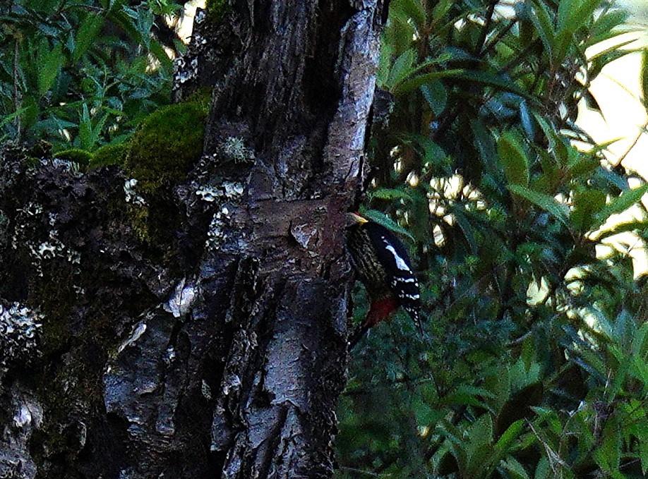 Darjeeling Woodpecker - ML638107678