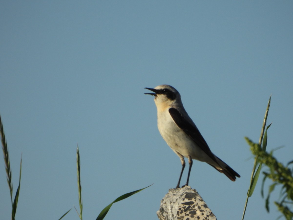 Адууч чогчиго - ML638107680