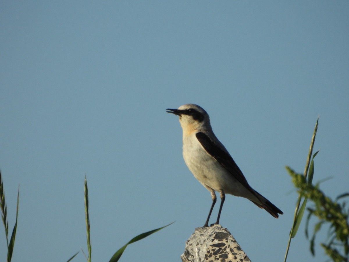 Адууч чогчиго - ML638107681