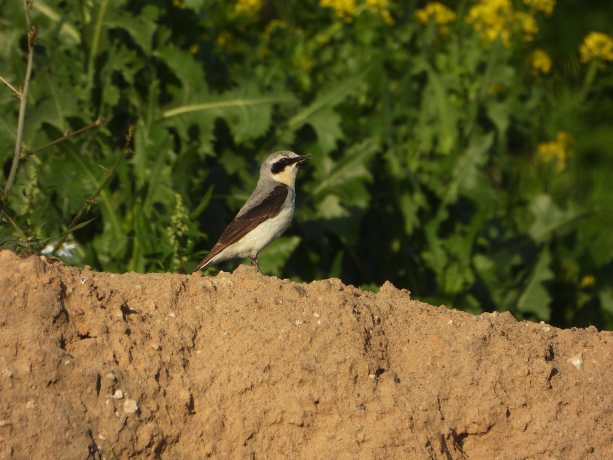 Адууч чогчиго - ML638107682