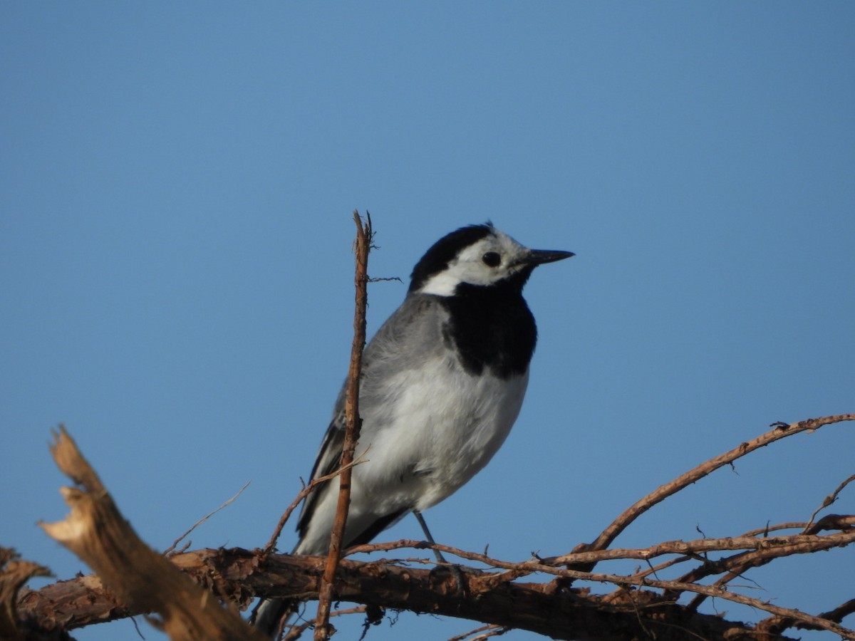 Хөх цэгцгий - ML638107697