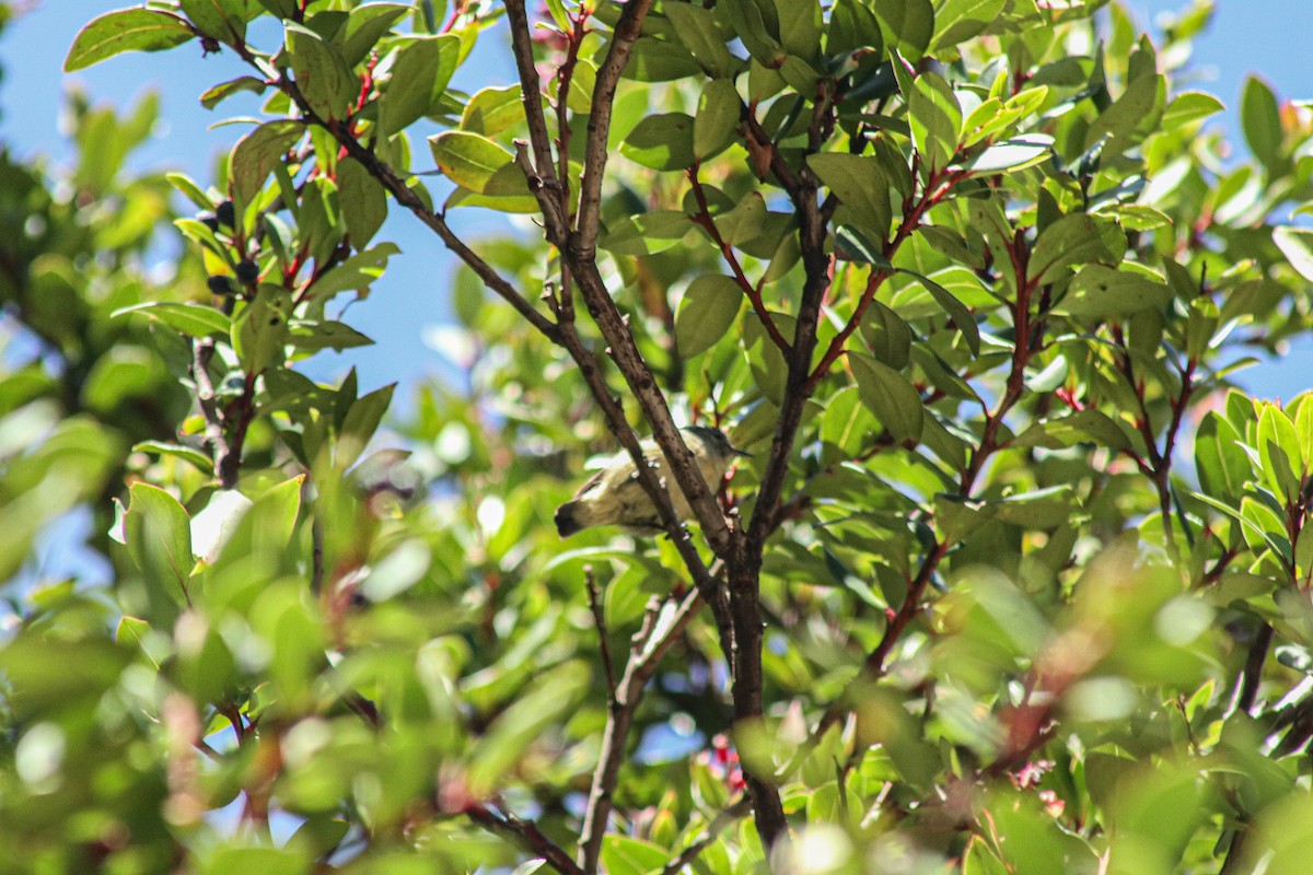 Javan Flowerpecker - ML638107698