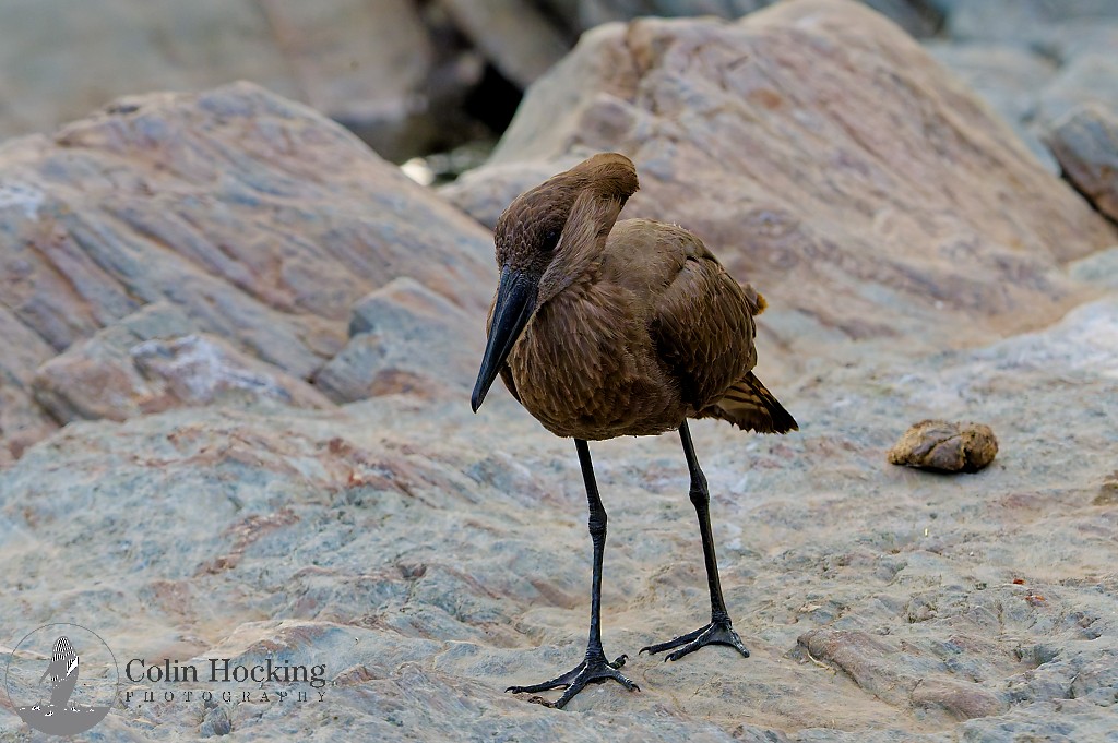 Hamerkop - ML638107699
