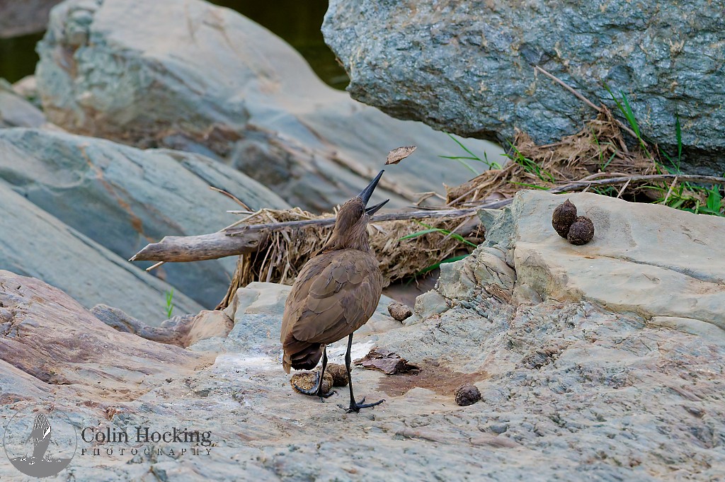 Hamerkop - ML638107701