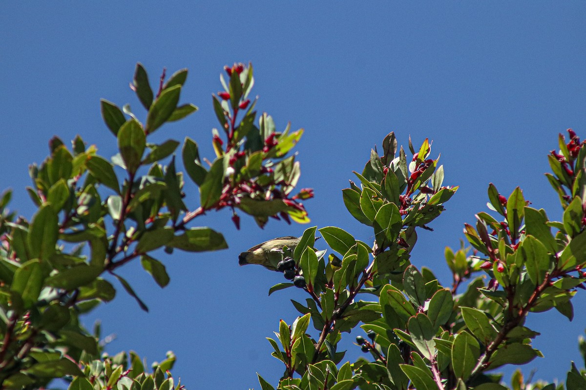 Javan Flowerpecker - ML638107702