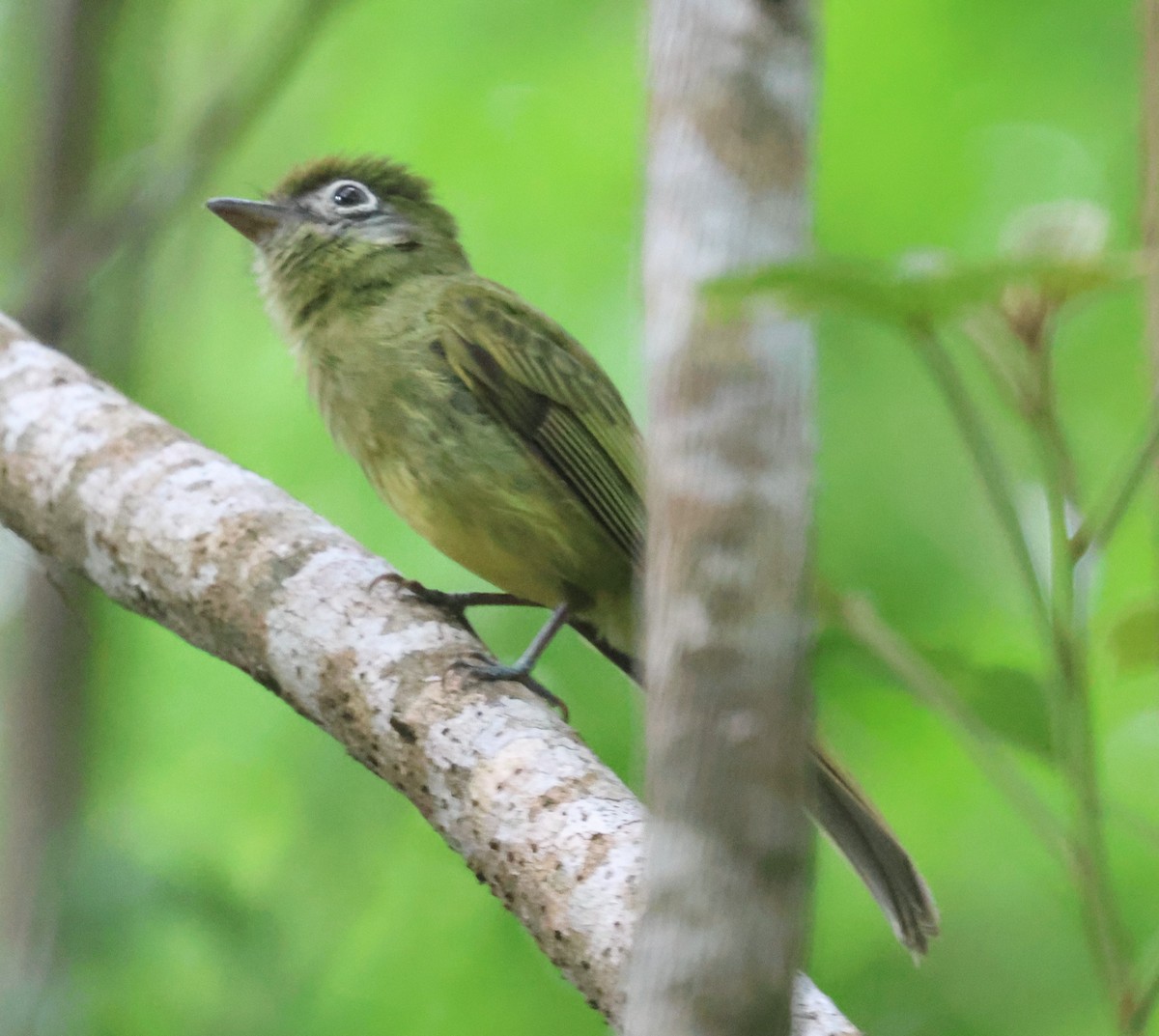 Eye-ringed Flatbill - ML638107705