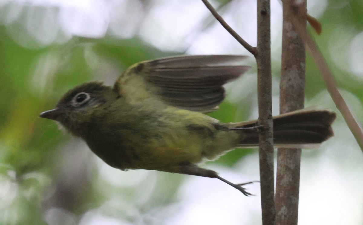 Eye-ringed Flatbill - ML638107706