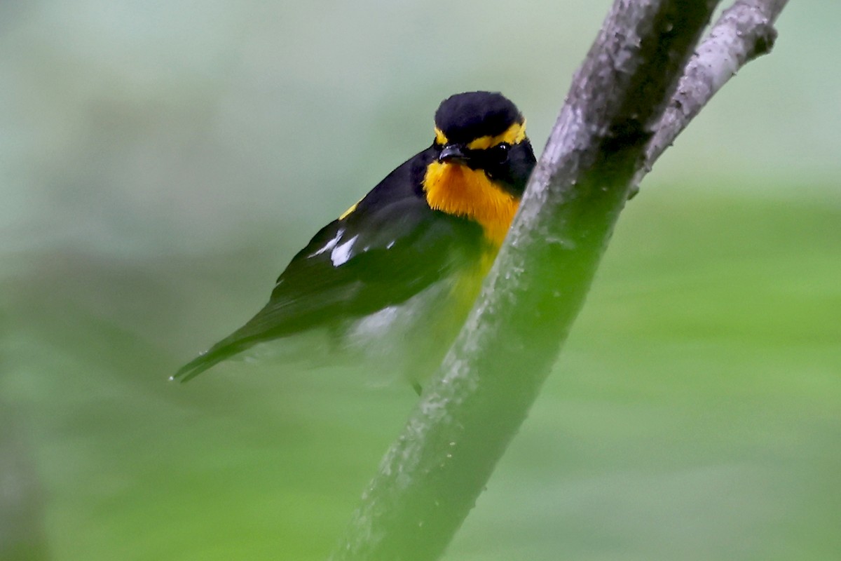 Narcissus Flycatcher - ML638107715