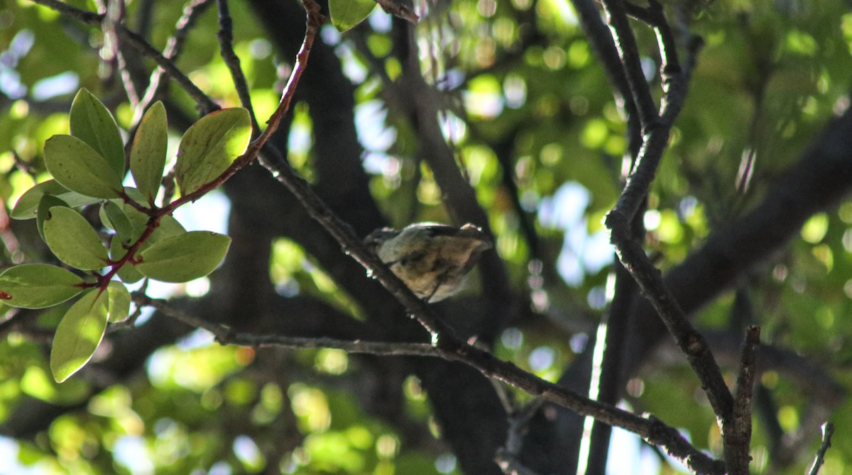 flowerpecker sp. - ML638107734