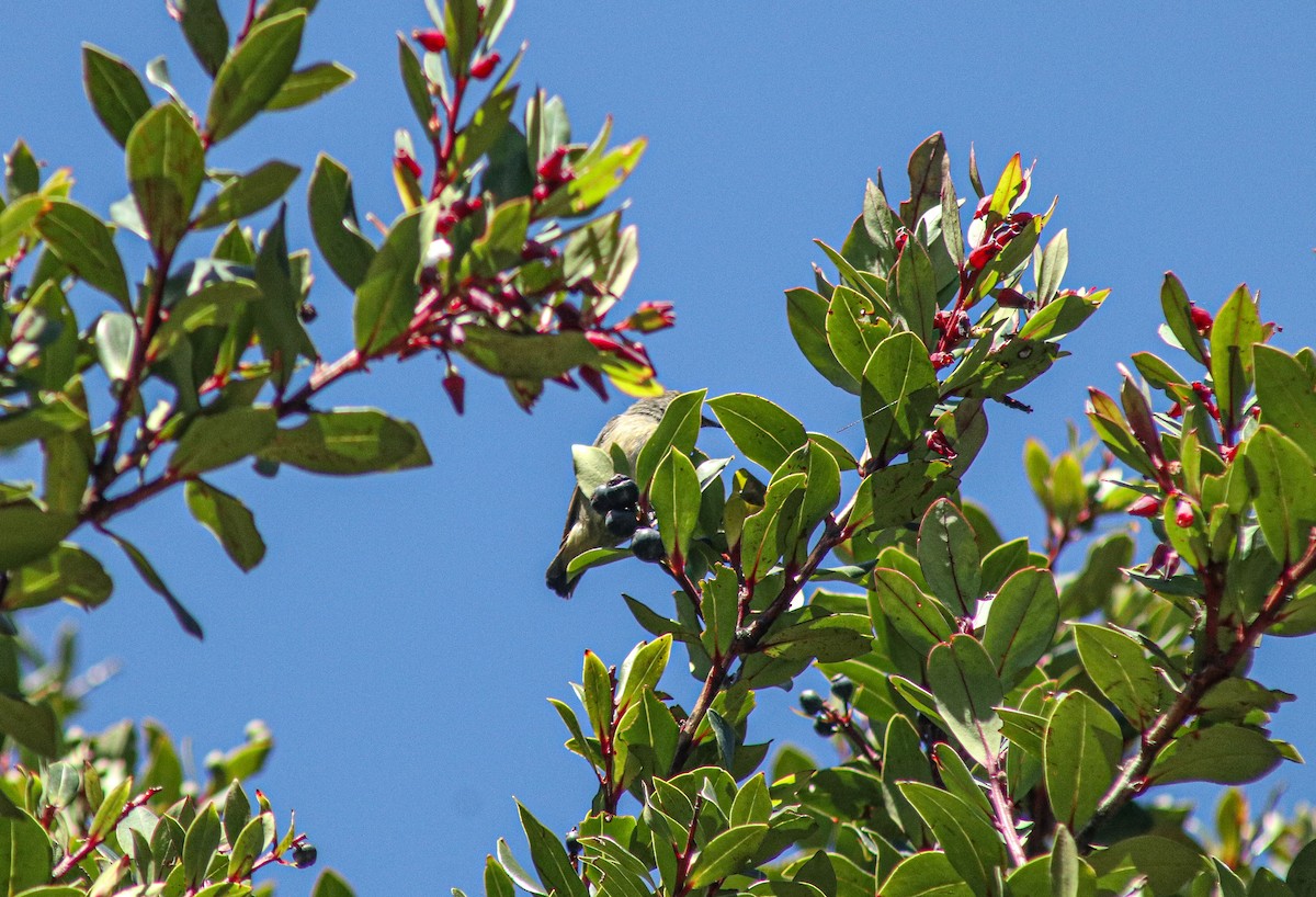 Javan Flowerpecker - ML638107745