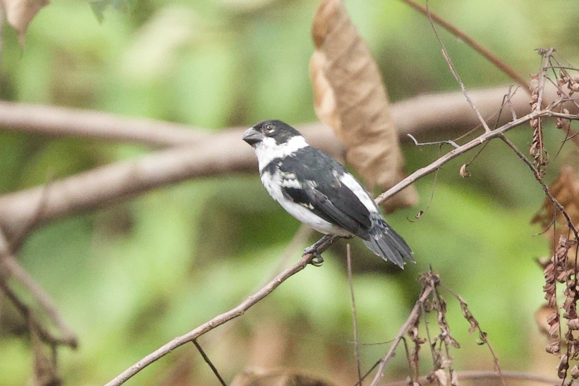 Wing-barred Seedeater - ML638107751