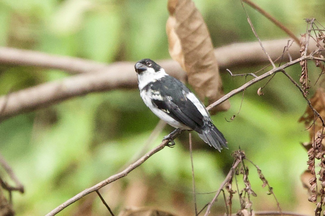 Wing-barred Seedeater - ML638107752