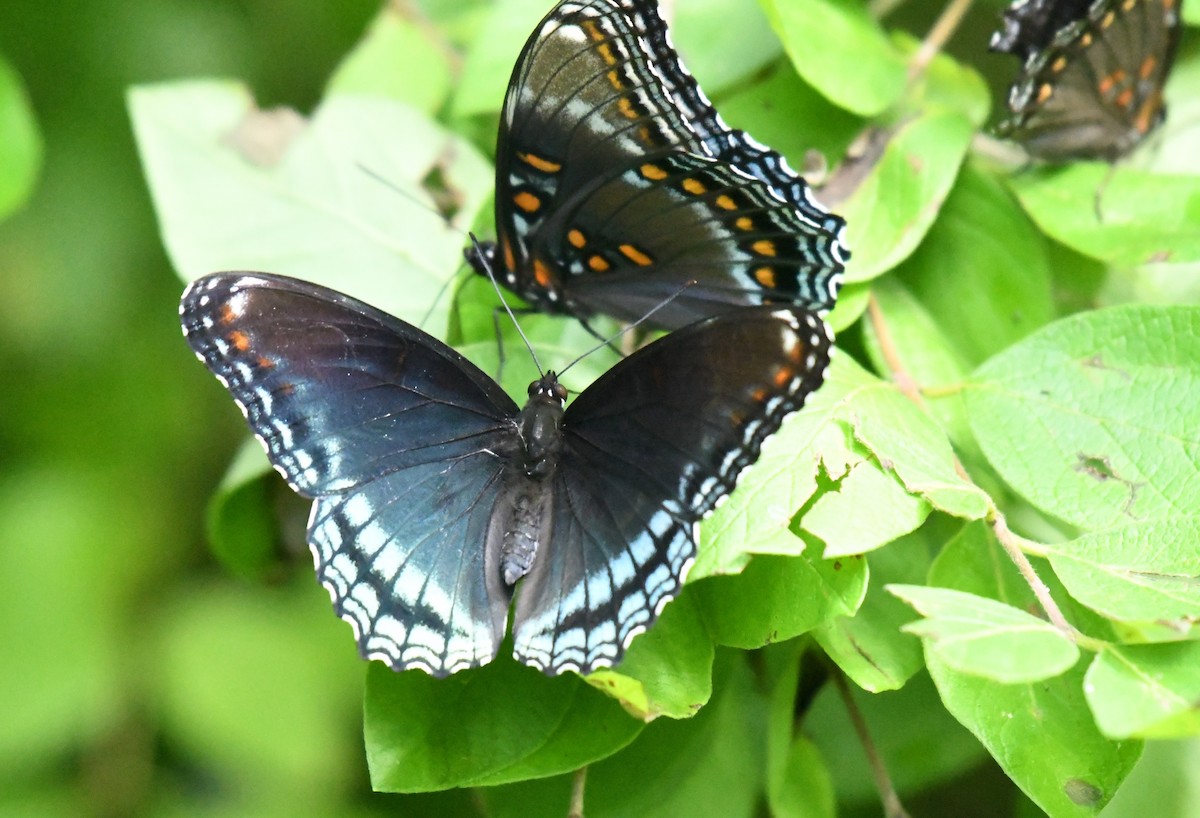 Mariposa almirante de manchas rojas - ML638107754
