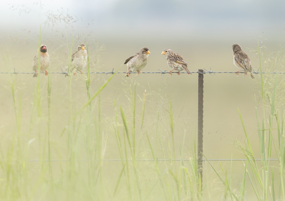 Red-billed Quelea - ML638107807