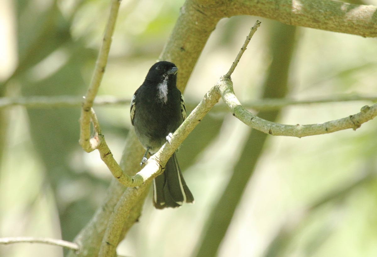 Southern Black-Tit - ML638107827