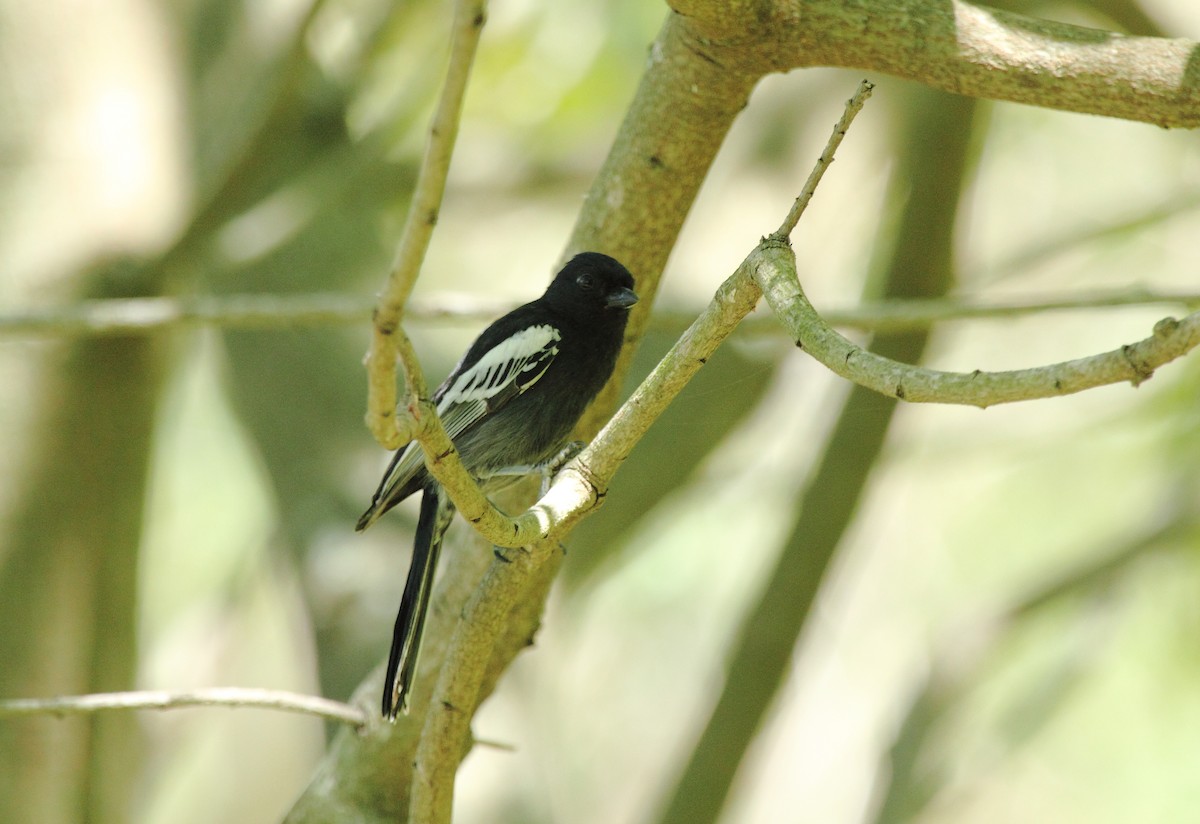 Southern Black-Tit - ML638107830