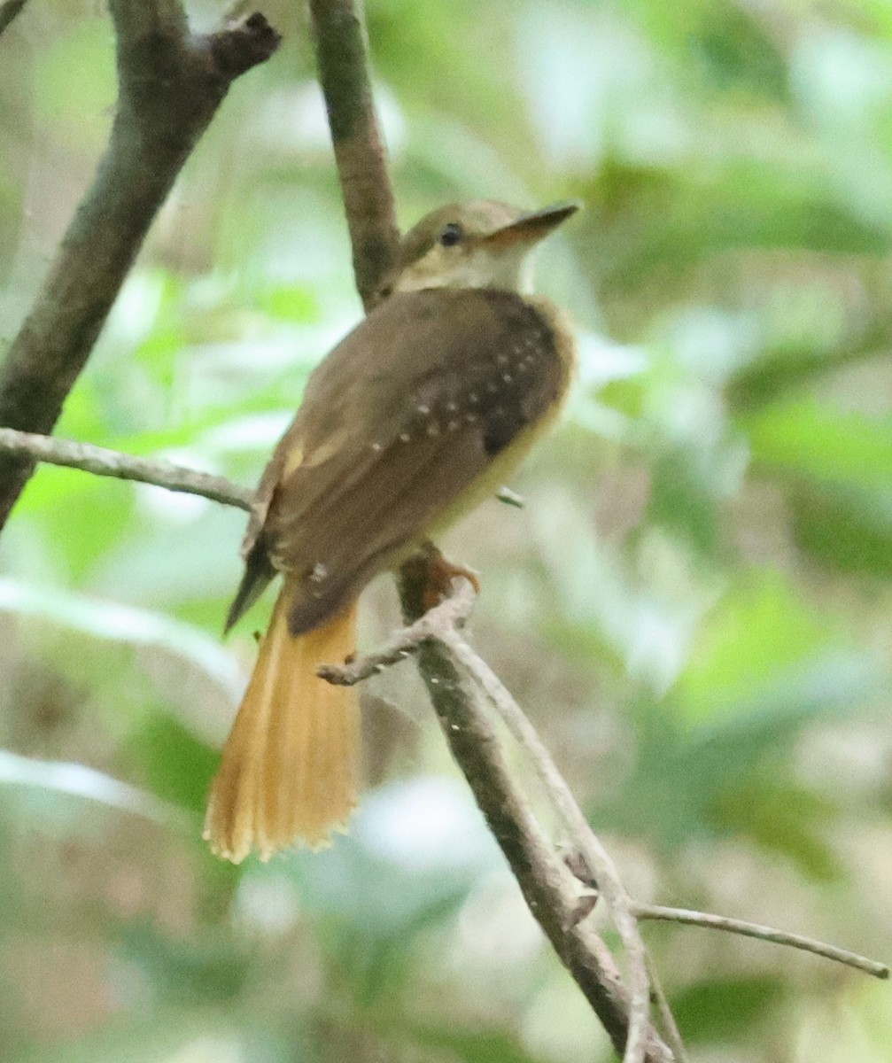 Tropical Royal Flycatcher - ML638107849