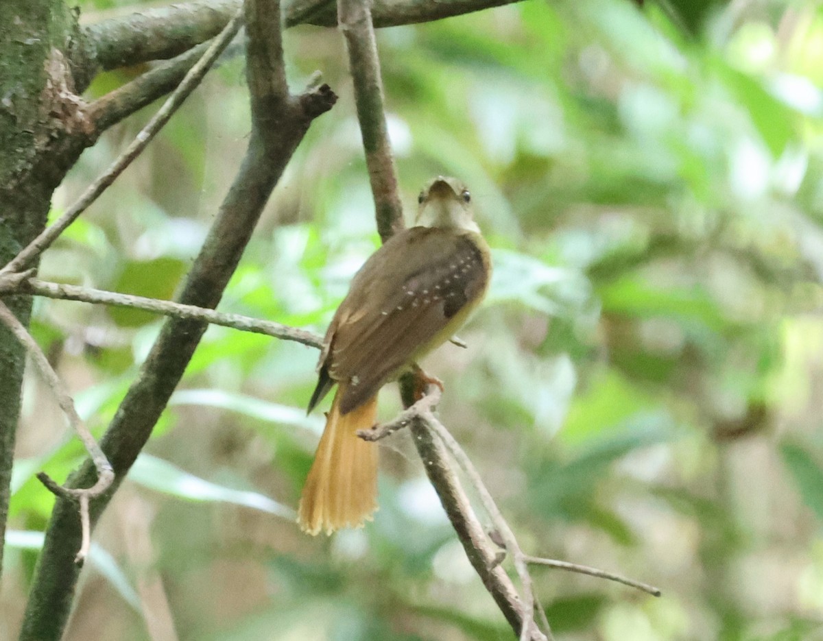 Tropical Royal Flycatcher - ML638107850