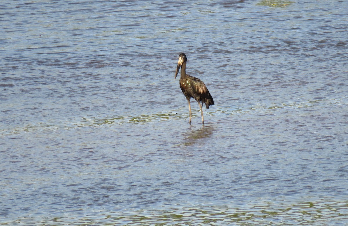 African Openbill - ML638107863