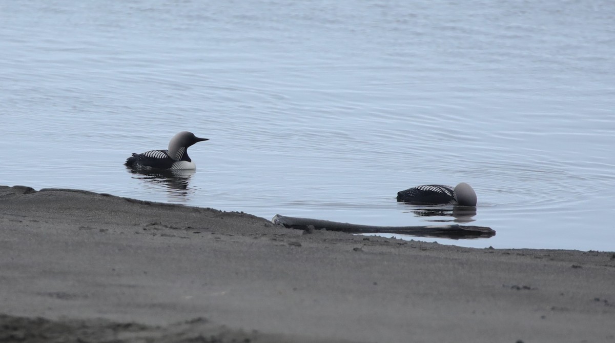 Pacific Loon - ML638107875