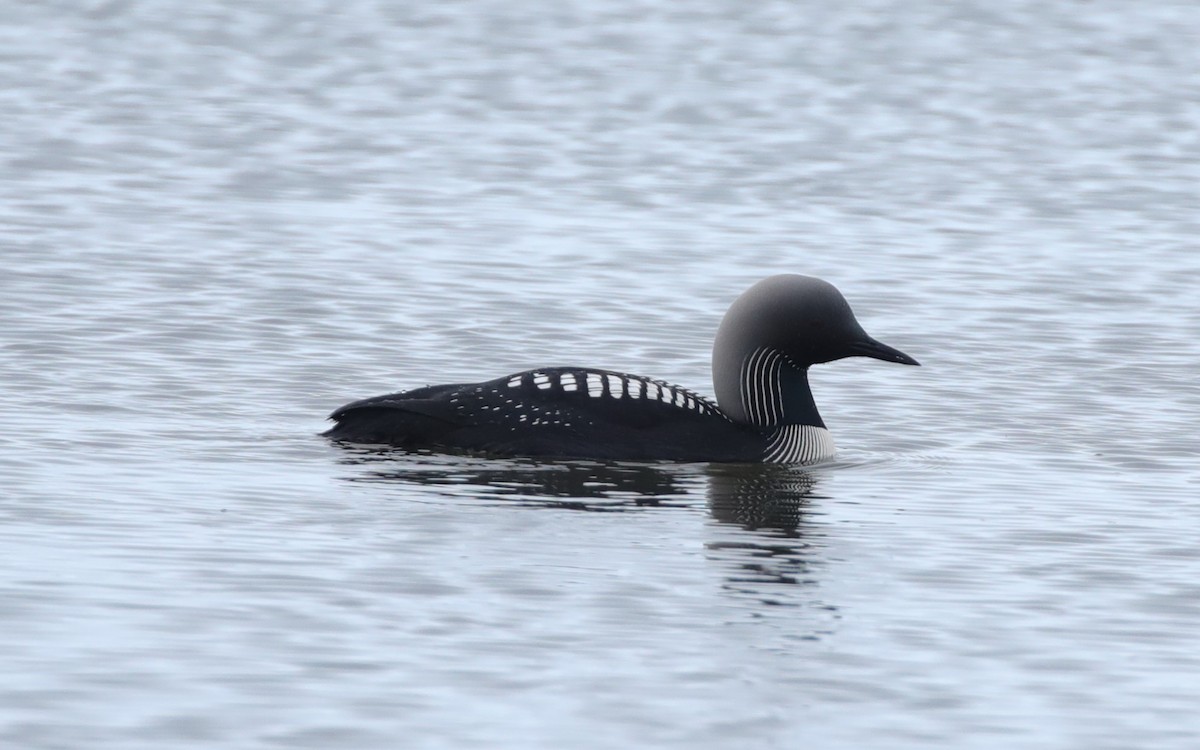 Pacific Loon - ML638107877