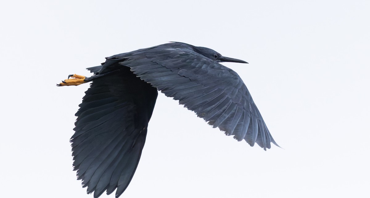 Black Heron - ML638107887