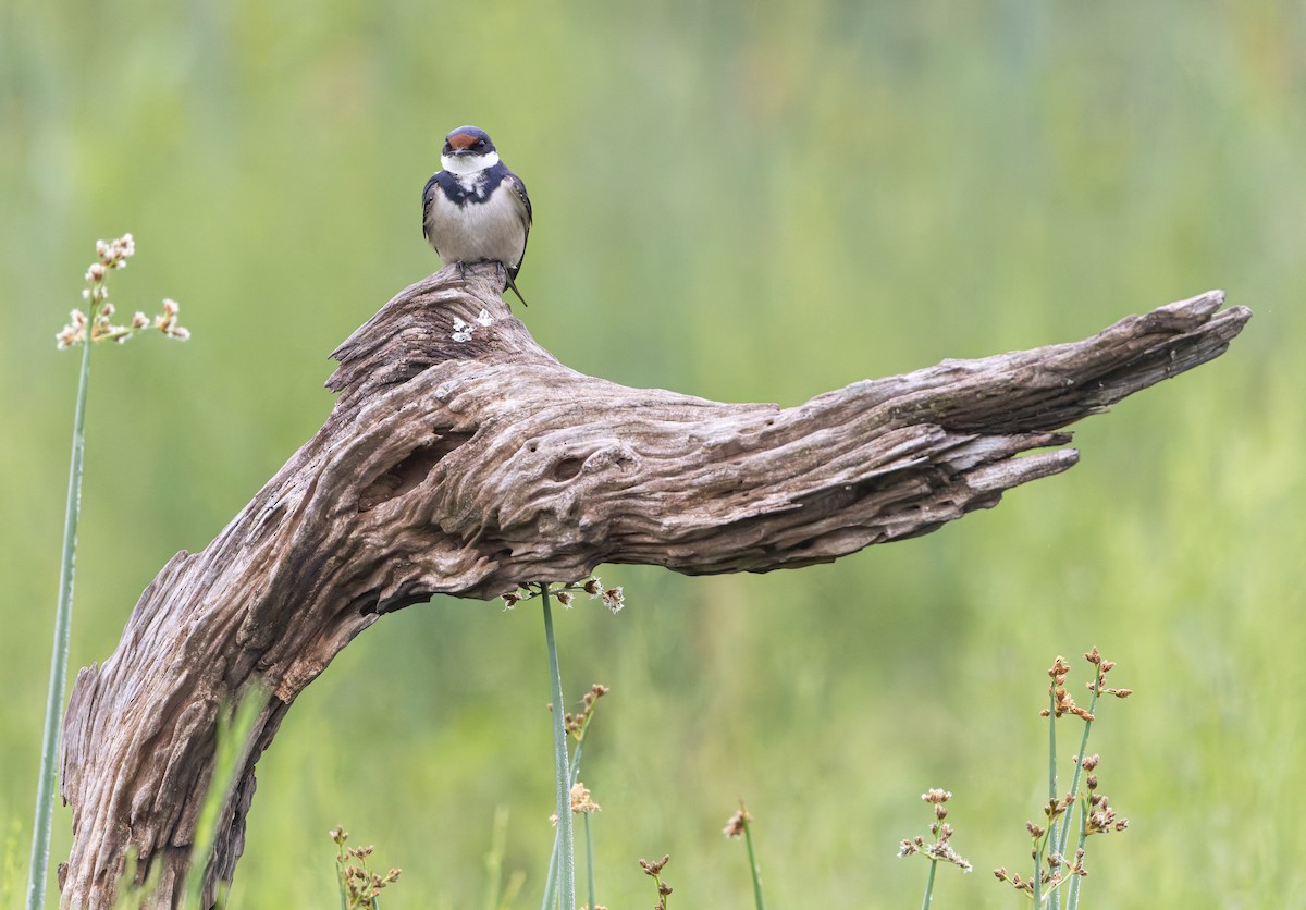 White-throated Swallow - ML638107896