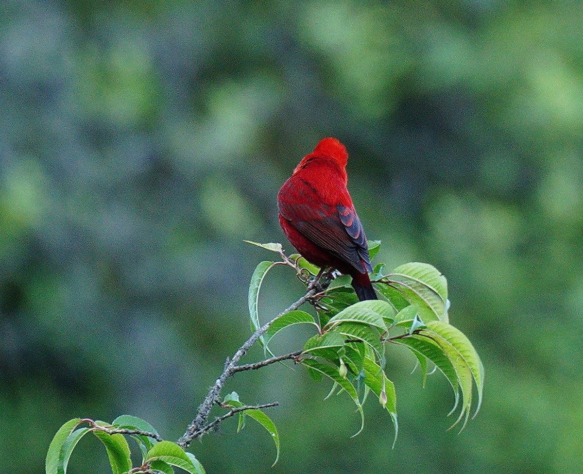 Scarlet Finch - ML638107900