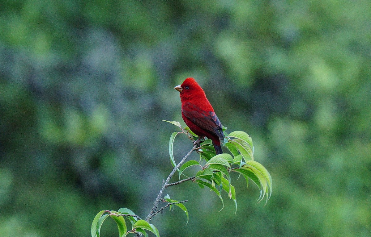 Scarlet Finch - ML638107901