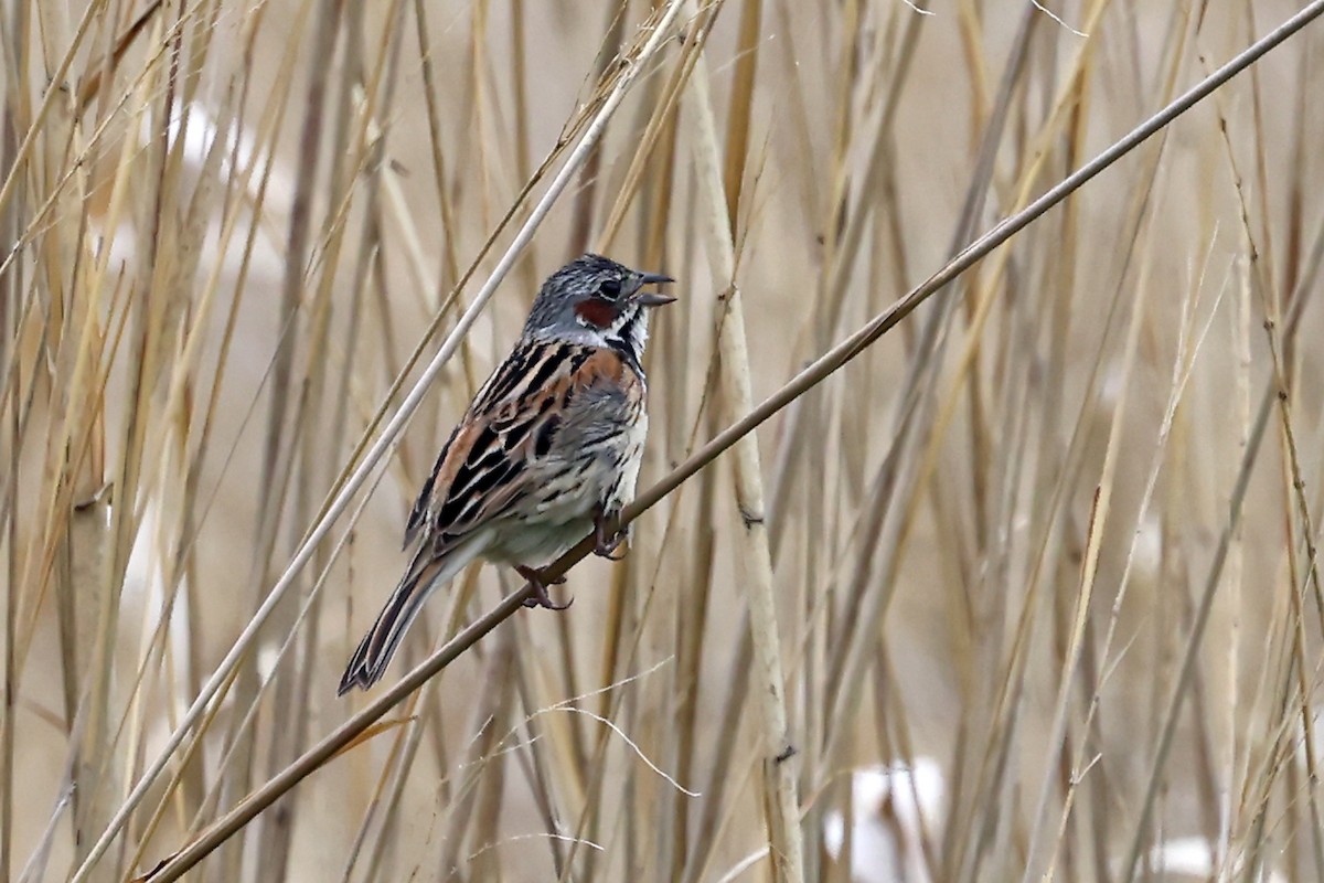 Chestnut-eared Bunting - ML638107926