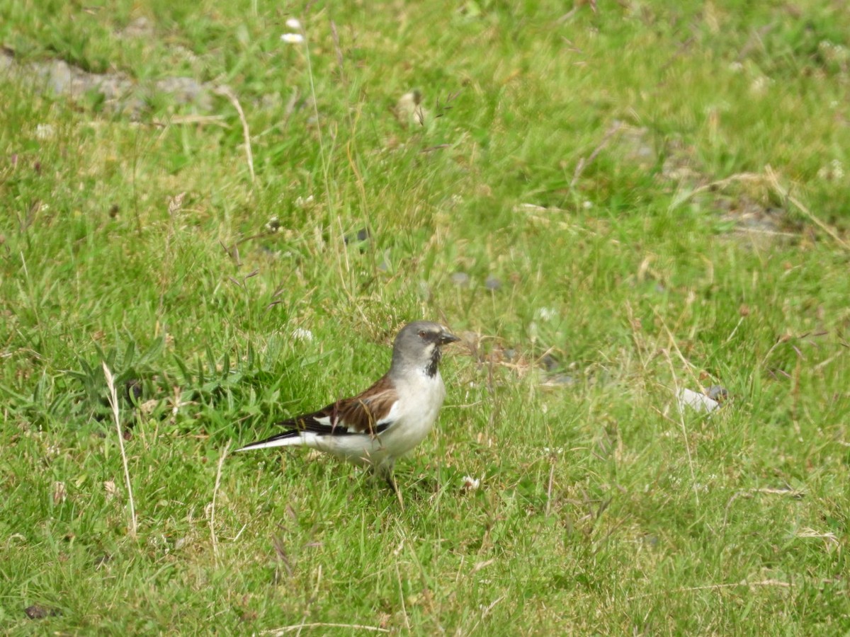 White-winged Snowfinch - ML638107933